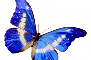 Papillon Bleu